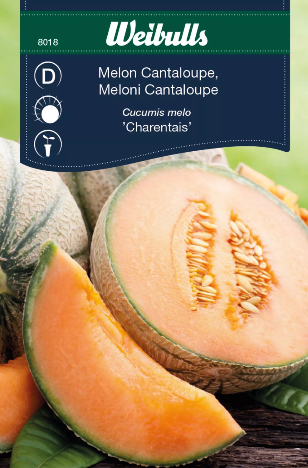 Melon Cantaloupe