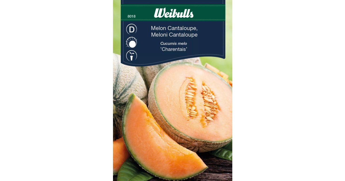 Melon Cantaloupe