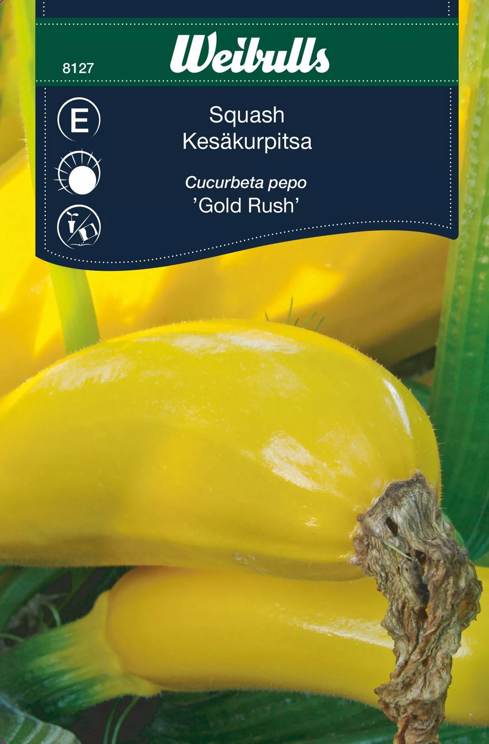 Squash Gold Rush