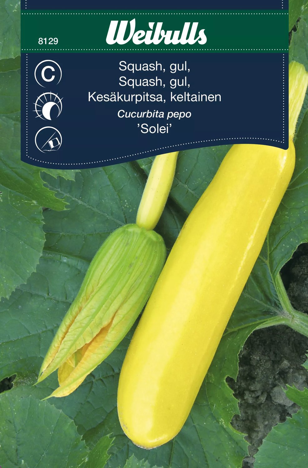 Squash Solei