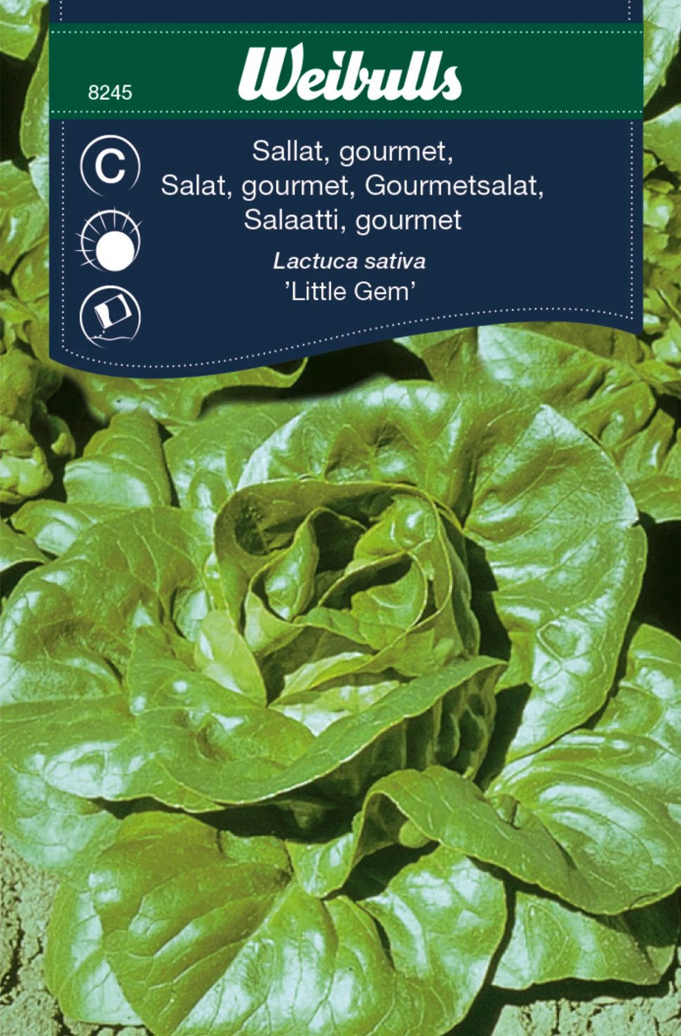 Sallat Little Gem