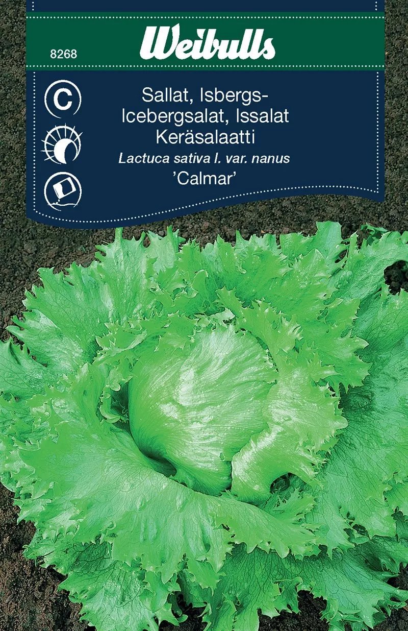Isbergssallat Calmar