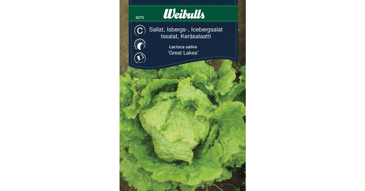 Isbergssallat Great Lakes