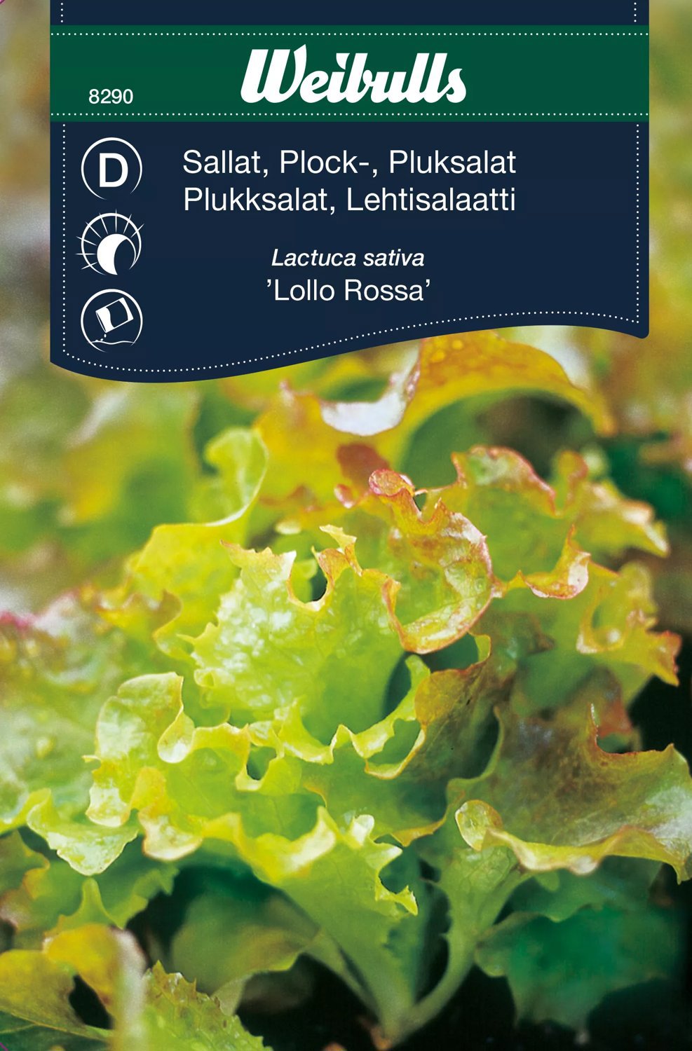 Plocksallat Lollo Rossa