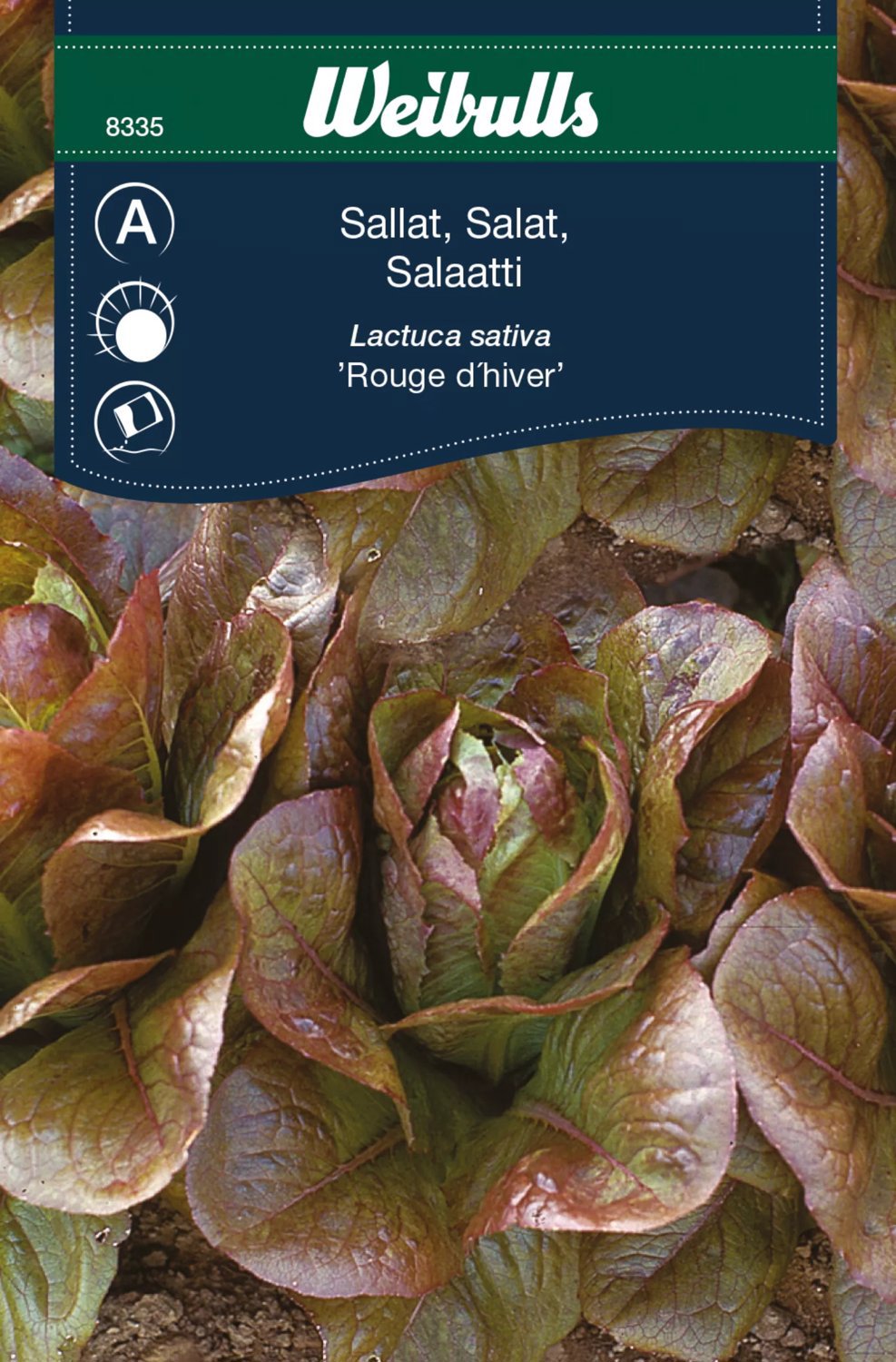 Sallat Rouge Dhiver