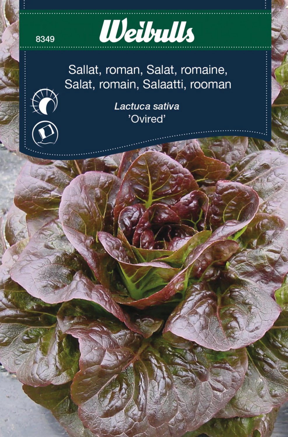 Sallat Roman Ovired