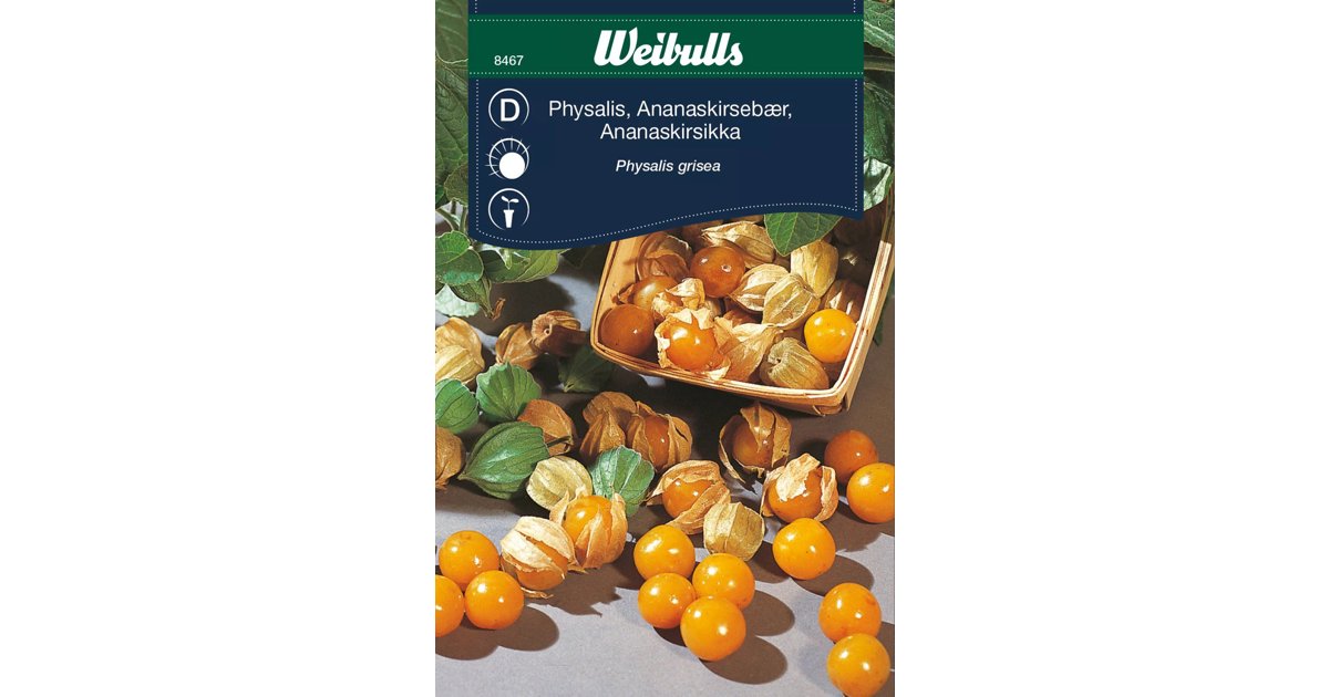Physalis