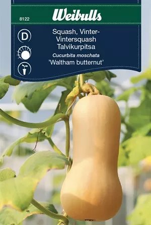 Squash Waltham Butternut