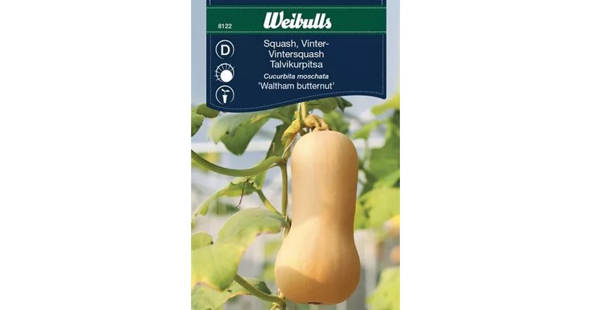 Squash Waltham Butternut