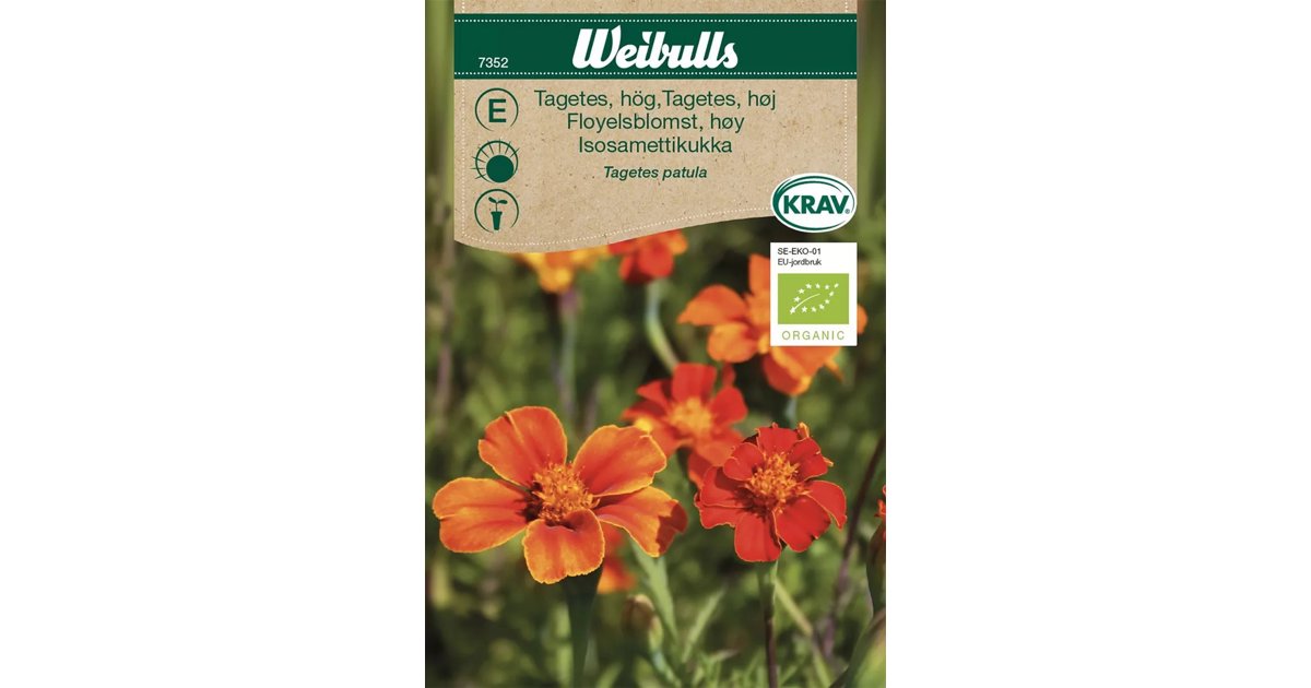 Tagetes