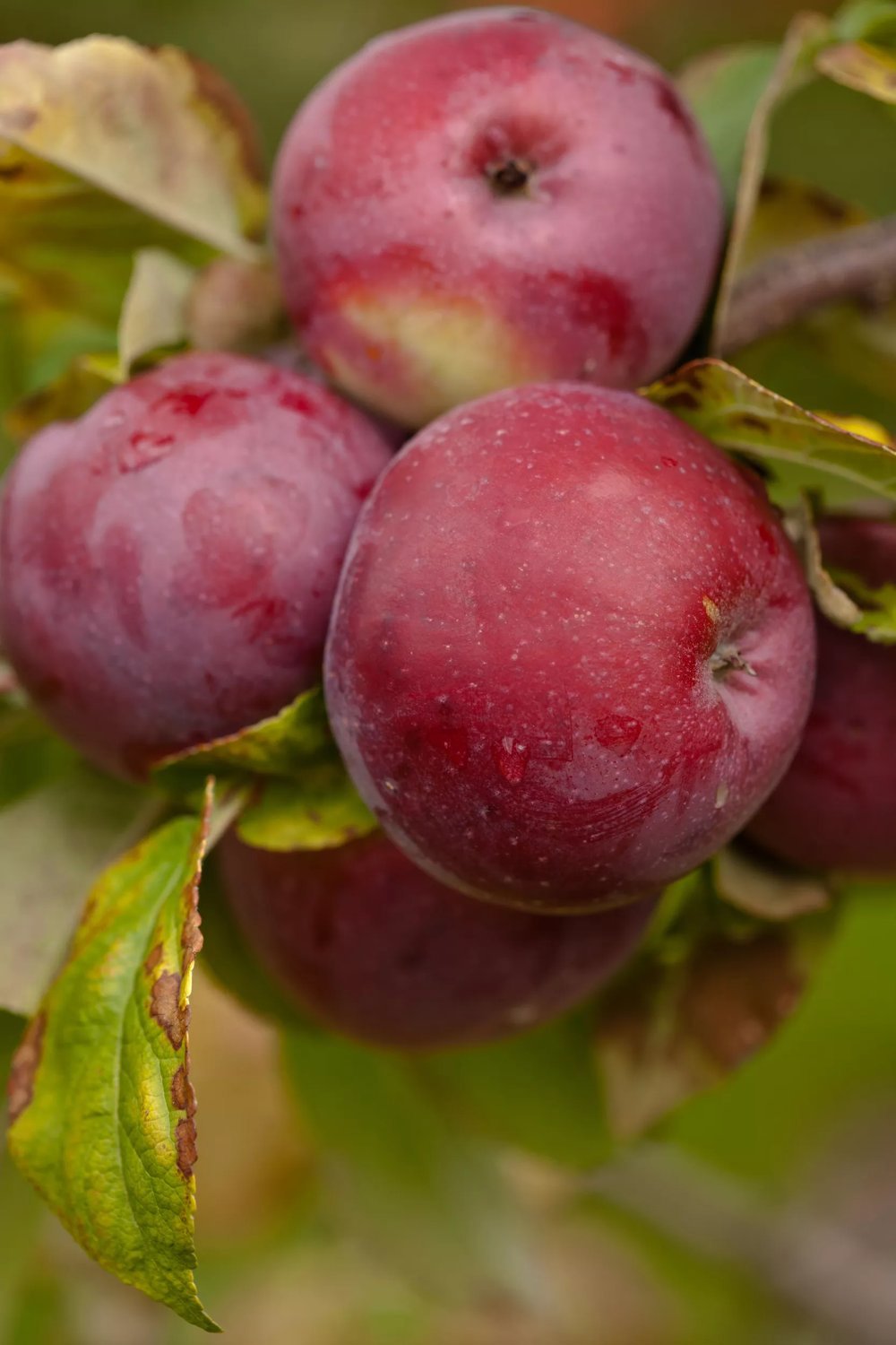 Produktbild på Äppleträd 'Lobo'