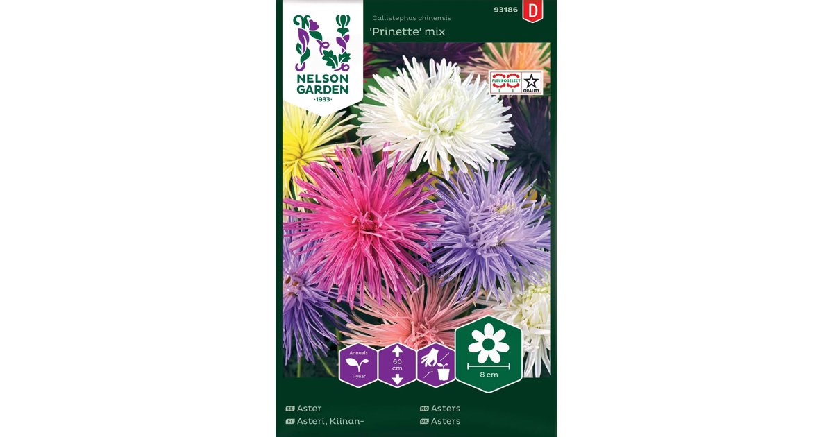 Aster Prinette Mix