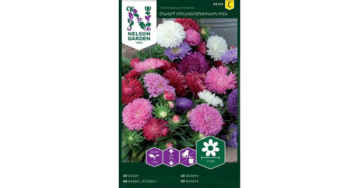 Aster Dwarf Chrysanthemum Mix
