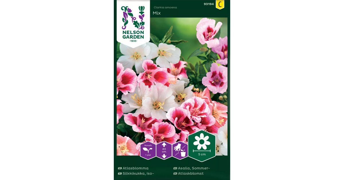 Atlasblomma Mix