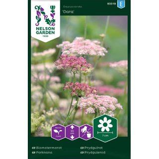 Produktbild på Blomstermorot 'Dara'