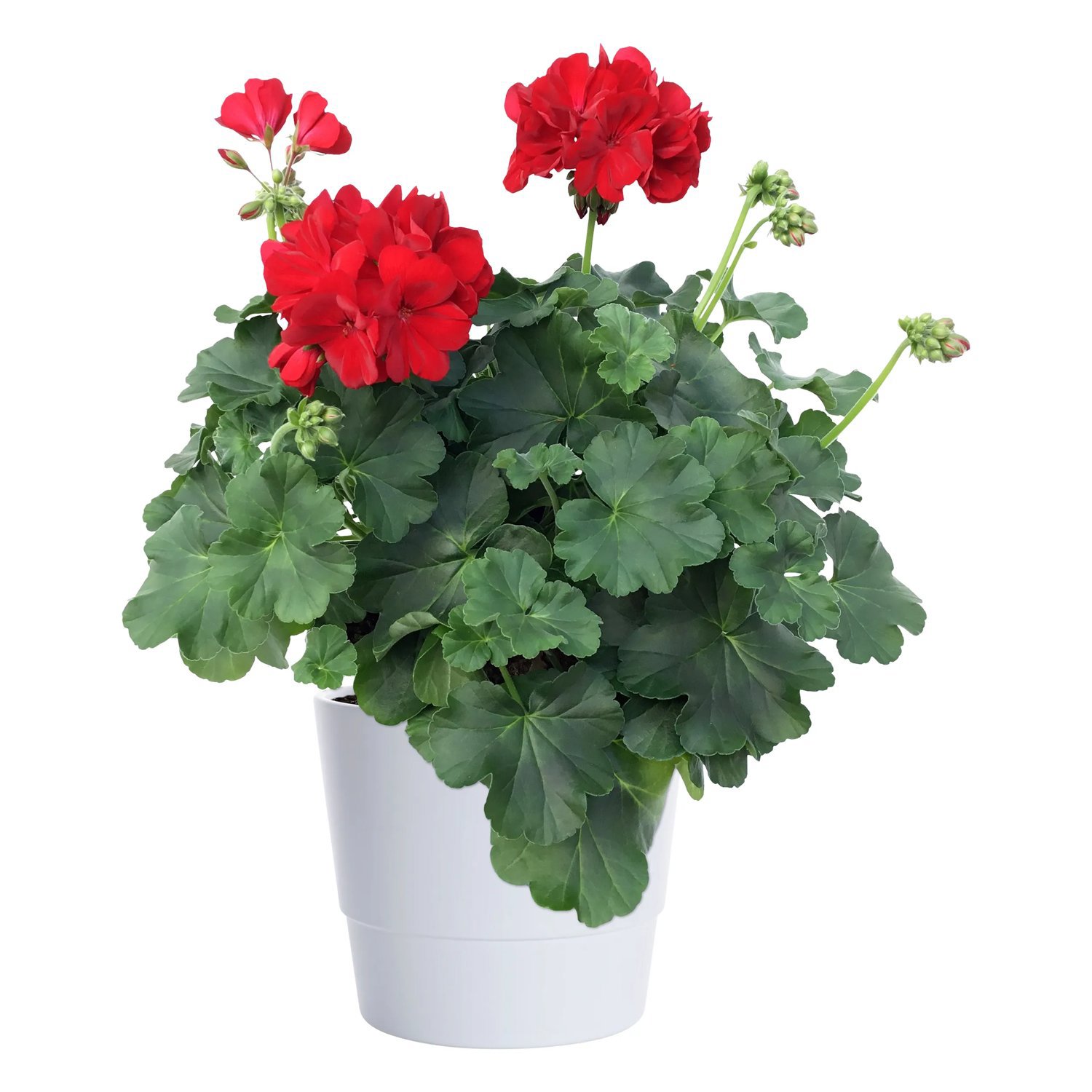 Produktbild på Hängzonalpelargon CALLIOPE DARK RED