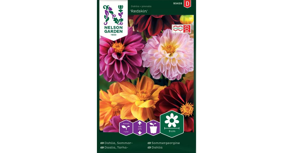 Sommardahlia Redskin