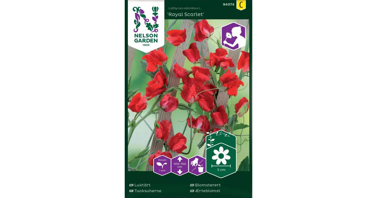 Luktärt Royal Scarlet