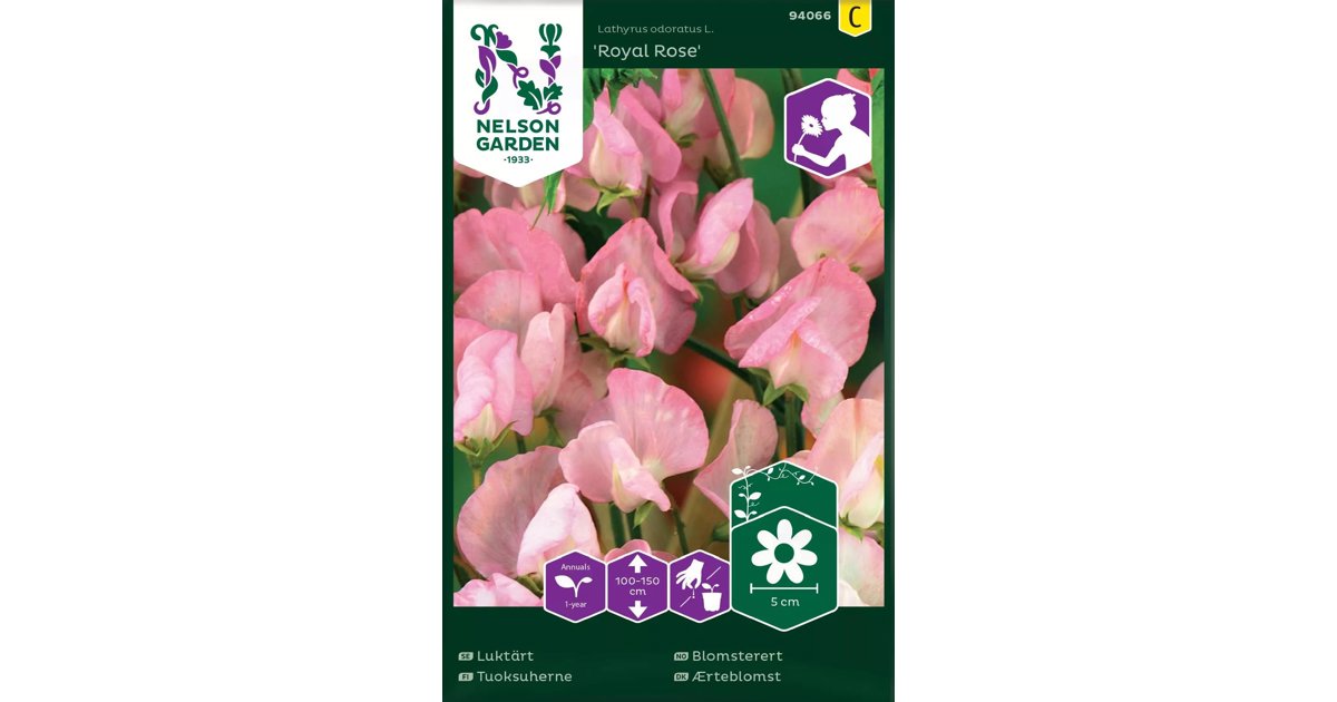 Luktärt Royal Rose