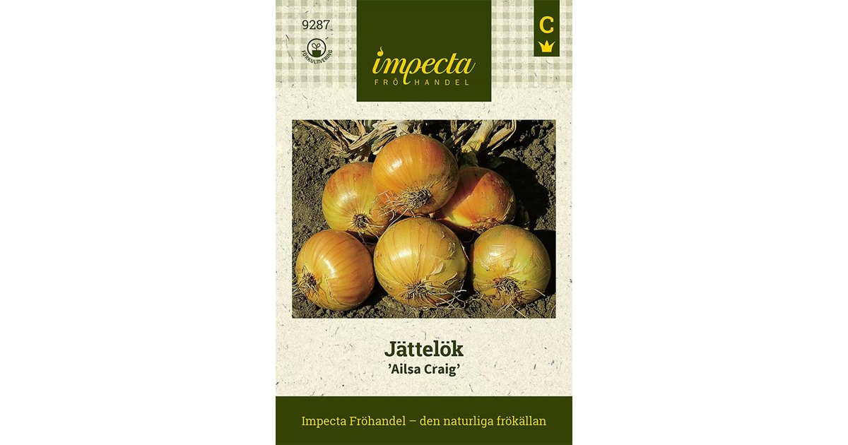 Gul Jättelök Ailsa Craig