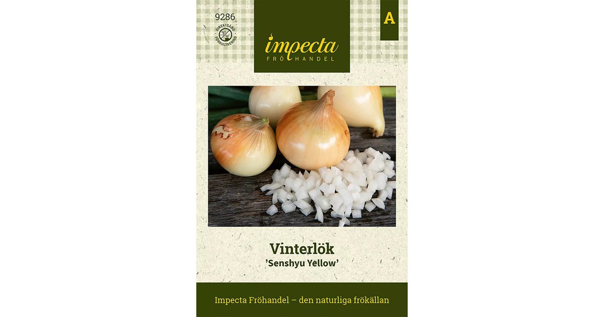 Vinterlök Gul Lök Senshyu Yellow