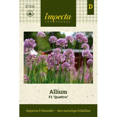 Produktbild på Allium F1 'Quattro'