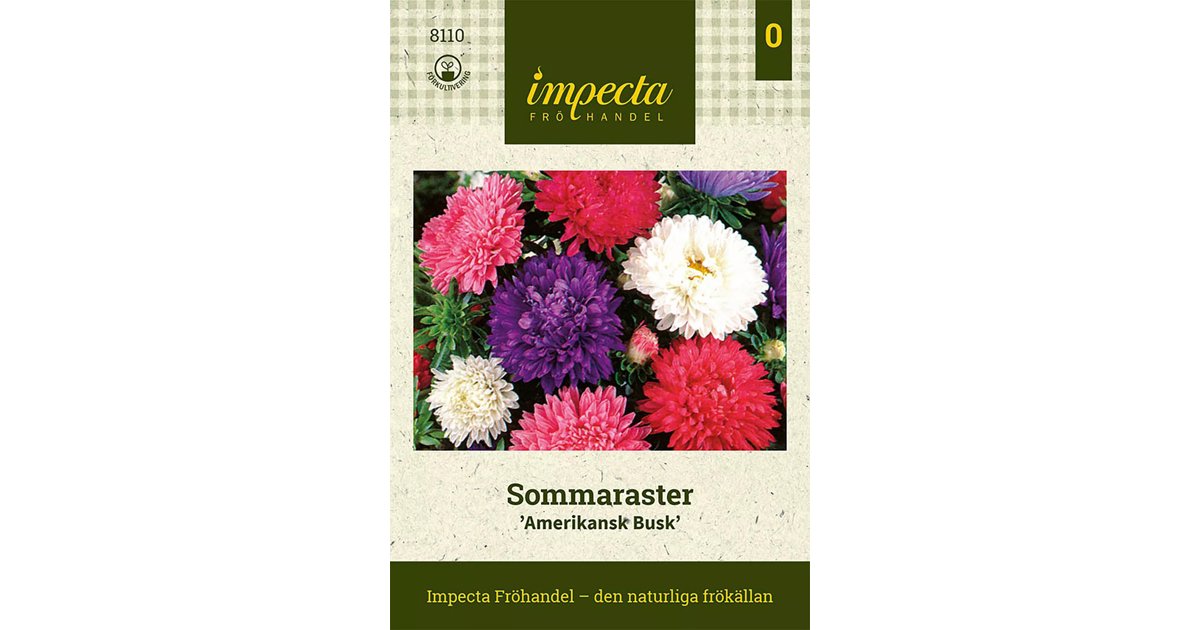 Sommaraster/Amerikansk Buskaster