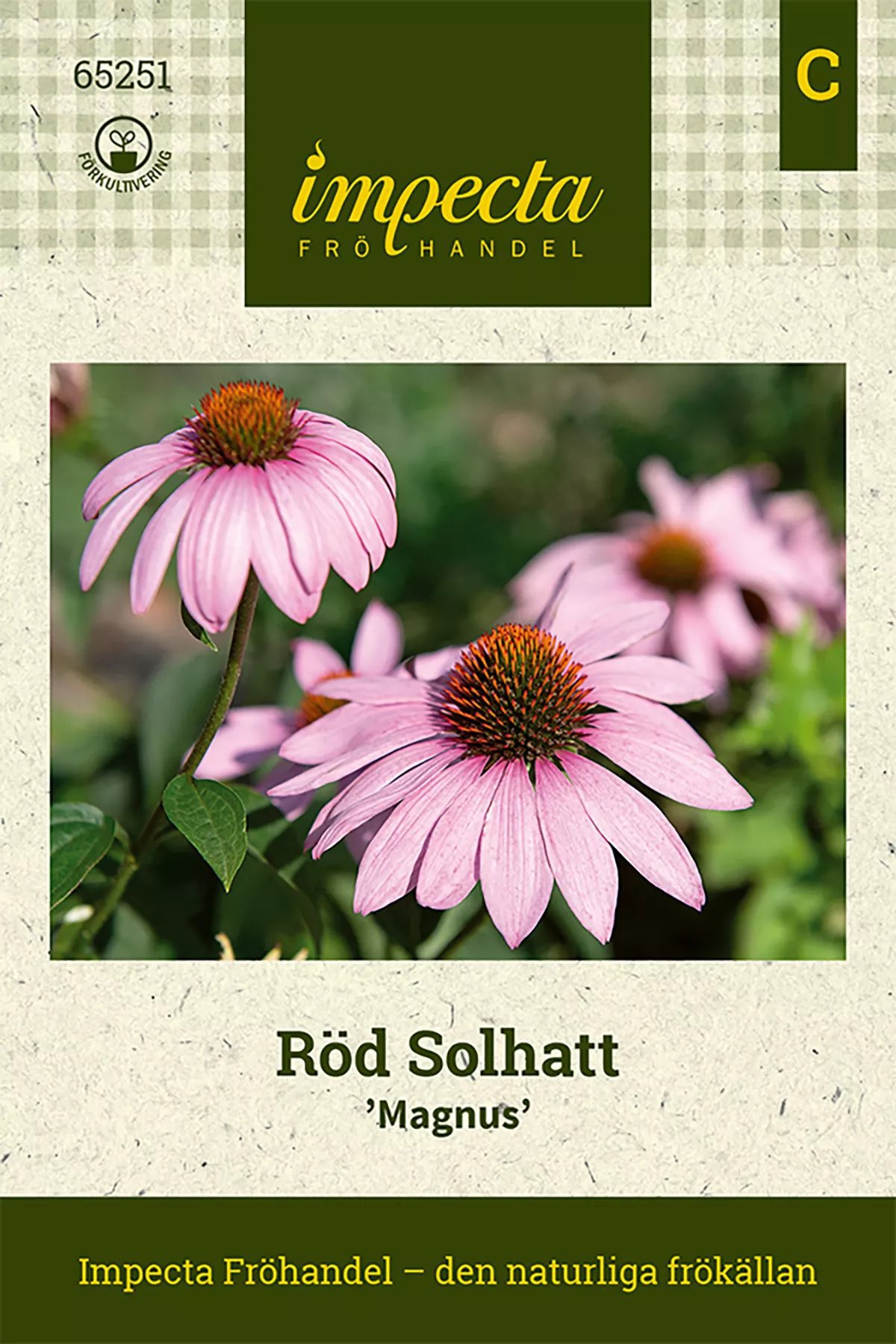 Röd Solhatt 'Magnus' 20 st
