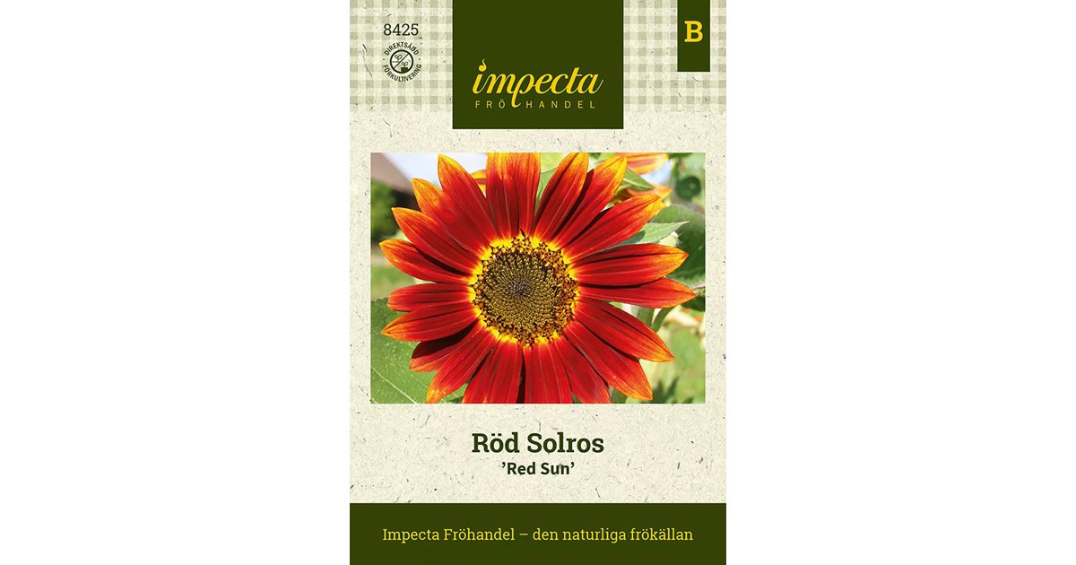 Röd Solros 'Red Sun' 20 st