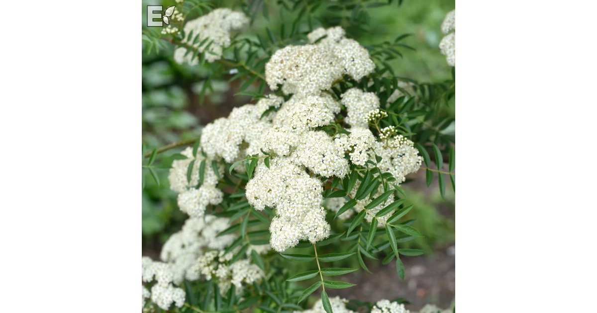 Japansk rönn 'Carmencita' 7.5 liter 80-100 cm E-planta