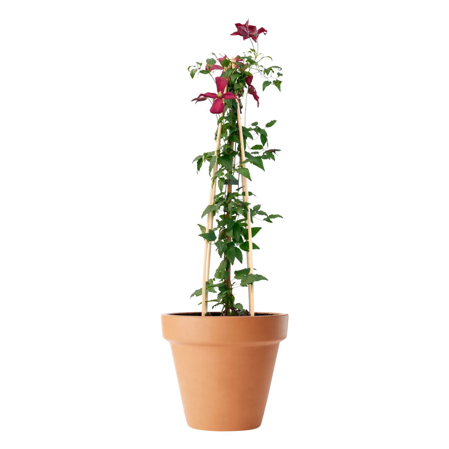 Produktbild 2 på Viticella klematis 'Madame Julia Correvon'