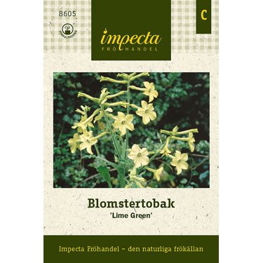Produktbild på Blomstertobak 'Lime Green'