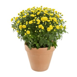 Produktbild på Bollkrysantemum, gul