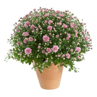 Produktbild på Bollkrysantemum, rosa
