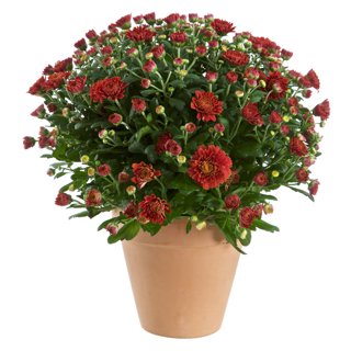 Produktbild på Bollkrysantemum, röd