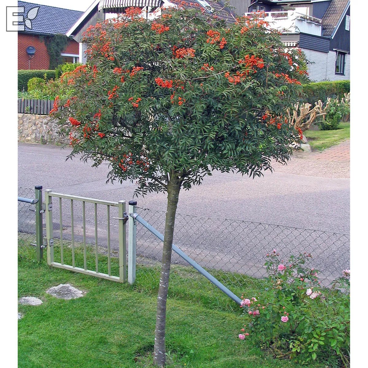 Japansk rönn 'Carmencita' 10 liter 100-120 cm E-planta