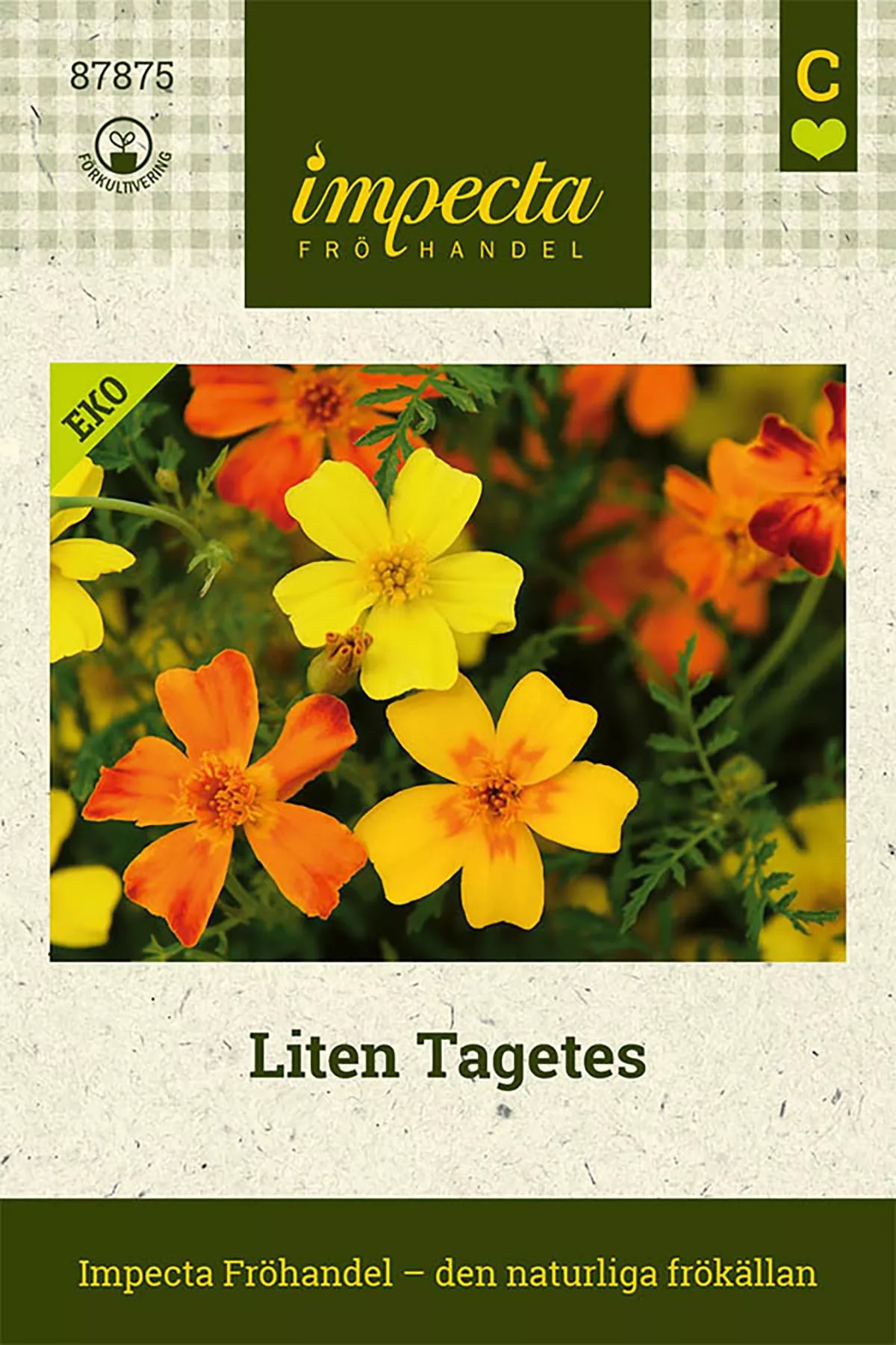 Liten Tagetes 50 st