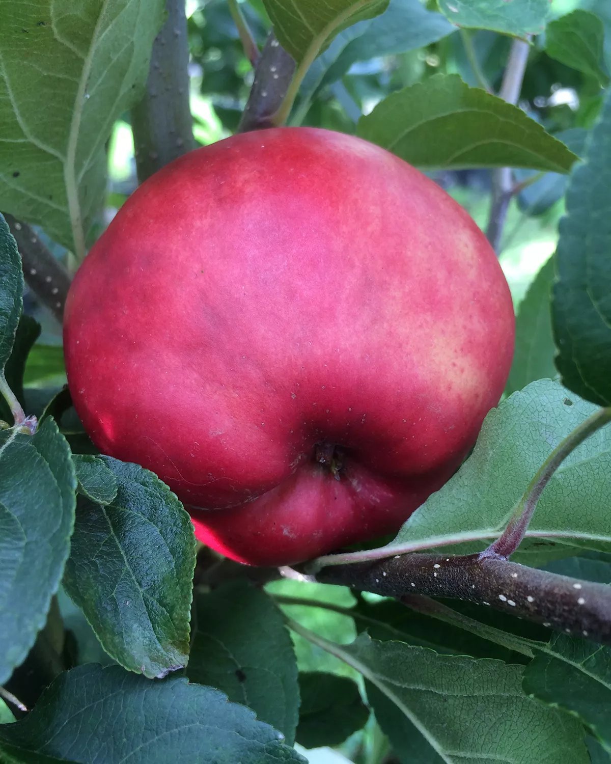 Produktbild på Äppleträd 'Mio'
