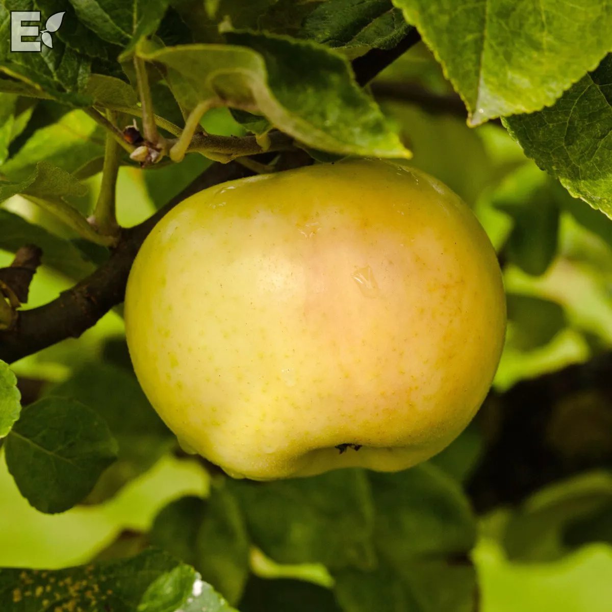 Produktbild på Äppleträd 'Oranie'