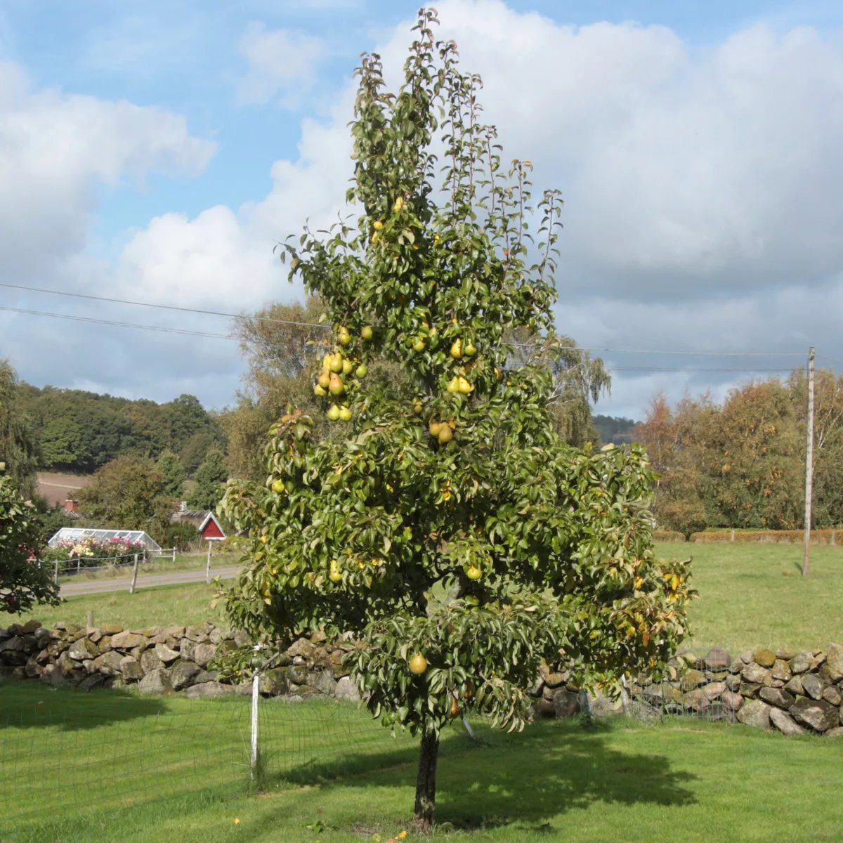 Familjeträd päron Pyrus communis 3-4 års träd 150-200 cm