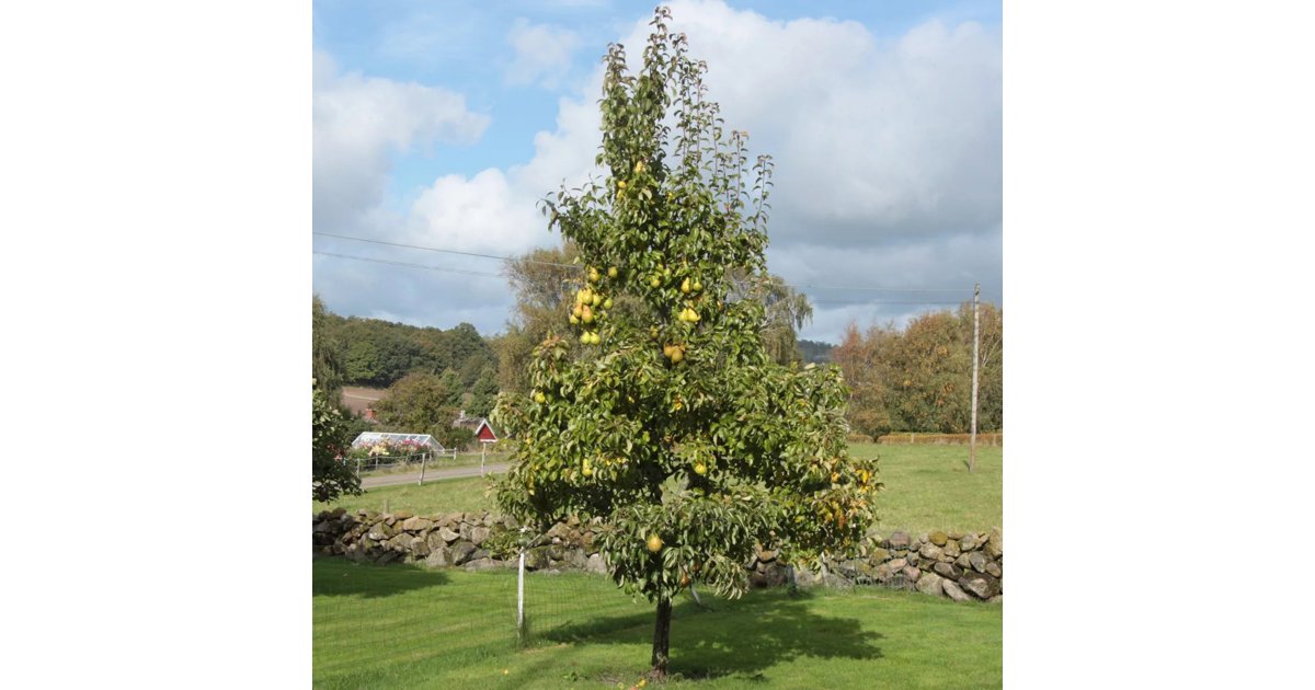 Familjeträd päron Pyrus communis 3-4 års träd 150-200 cm