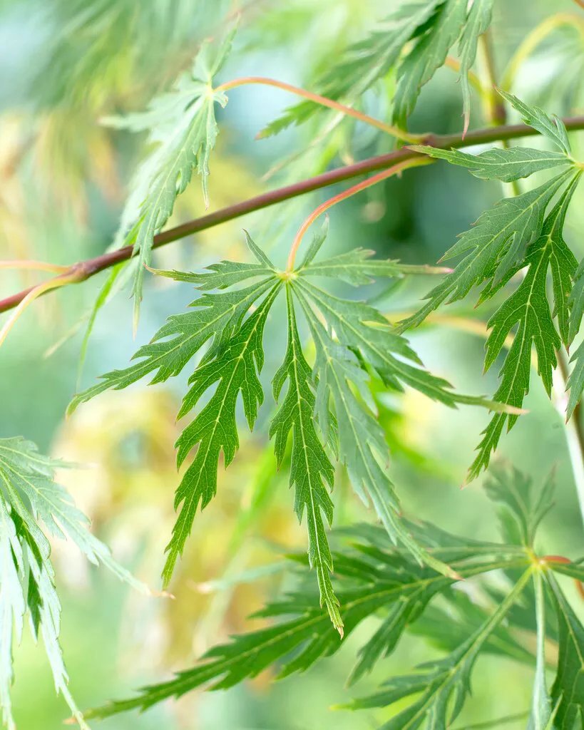 Flikbladig japansk lönn 'Dissectum' 7 liter 60-80 cm MPS
