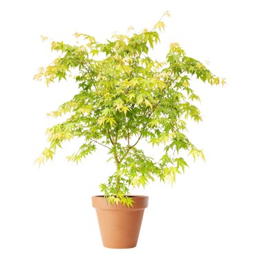 Japansk lönn 'Sangokaku' 10 liter 80-100 cm MPS