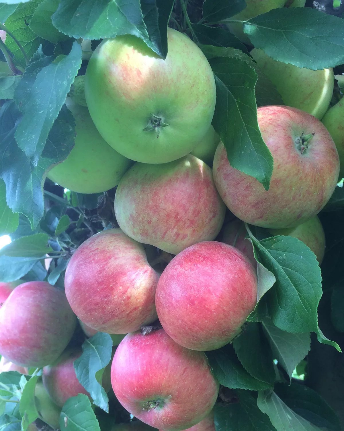 Produktbild på Äppleträd 'Aroma'