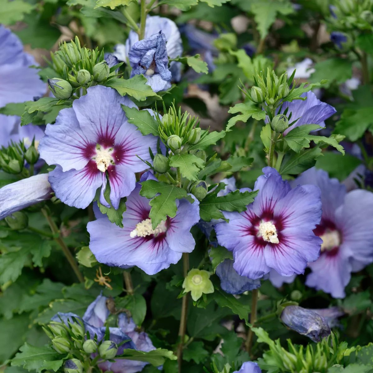 Produktbild på Frilandshibiskus 'Oiseau Bleu'