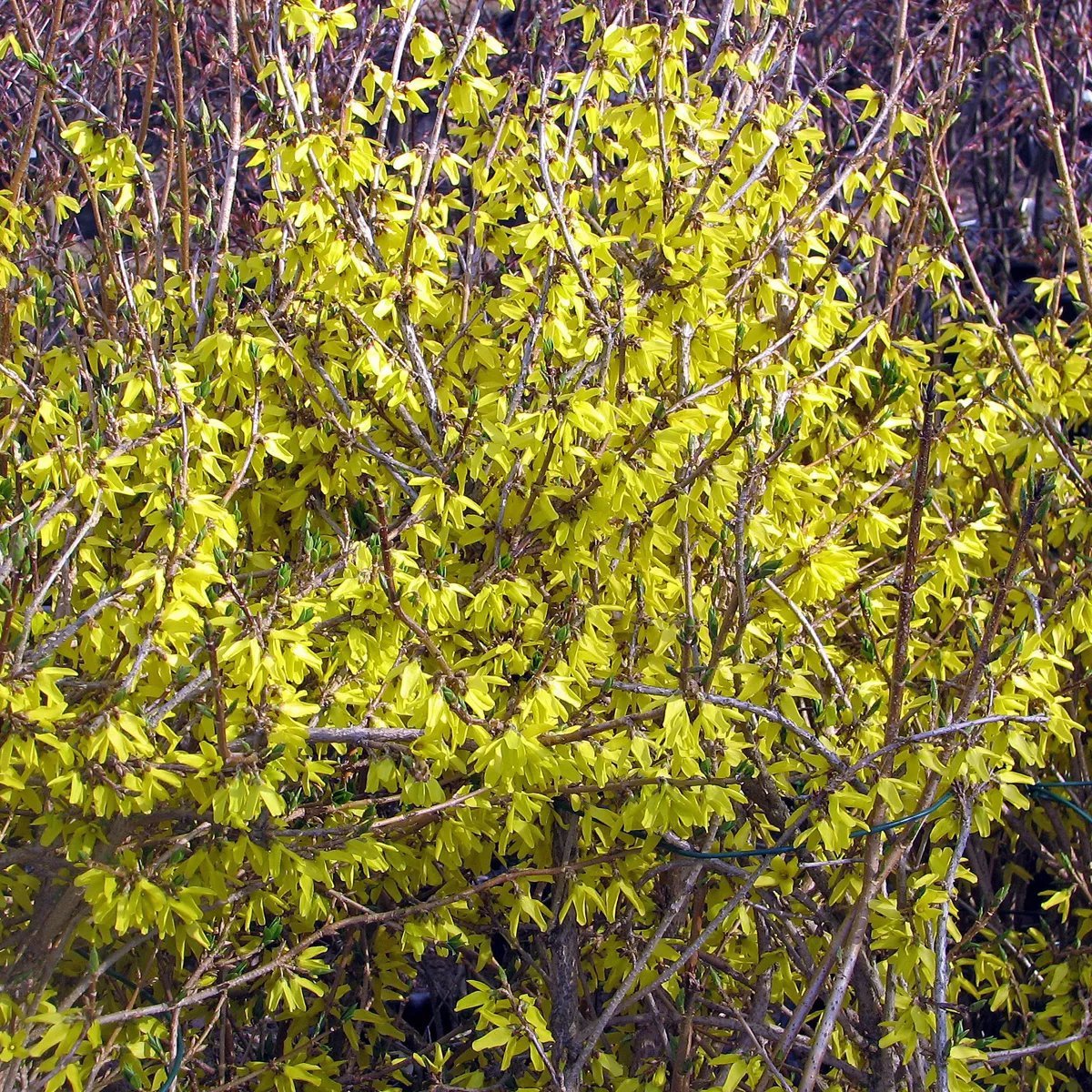 Produktbild på Forsythia 'Northern Gold'