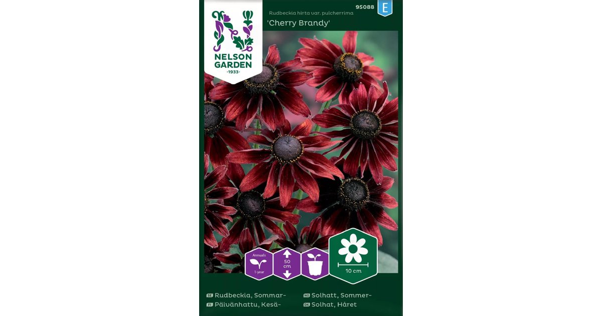 Sommarrudbeckia Cherry Brandy