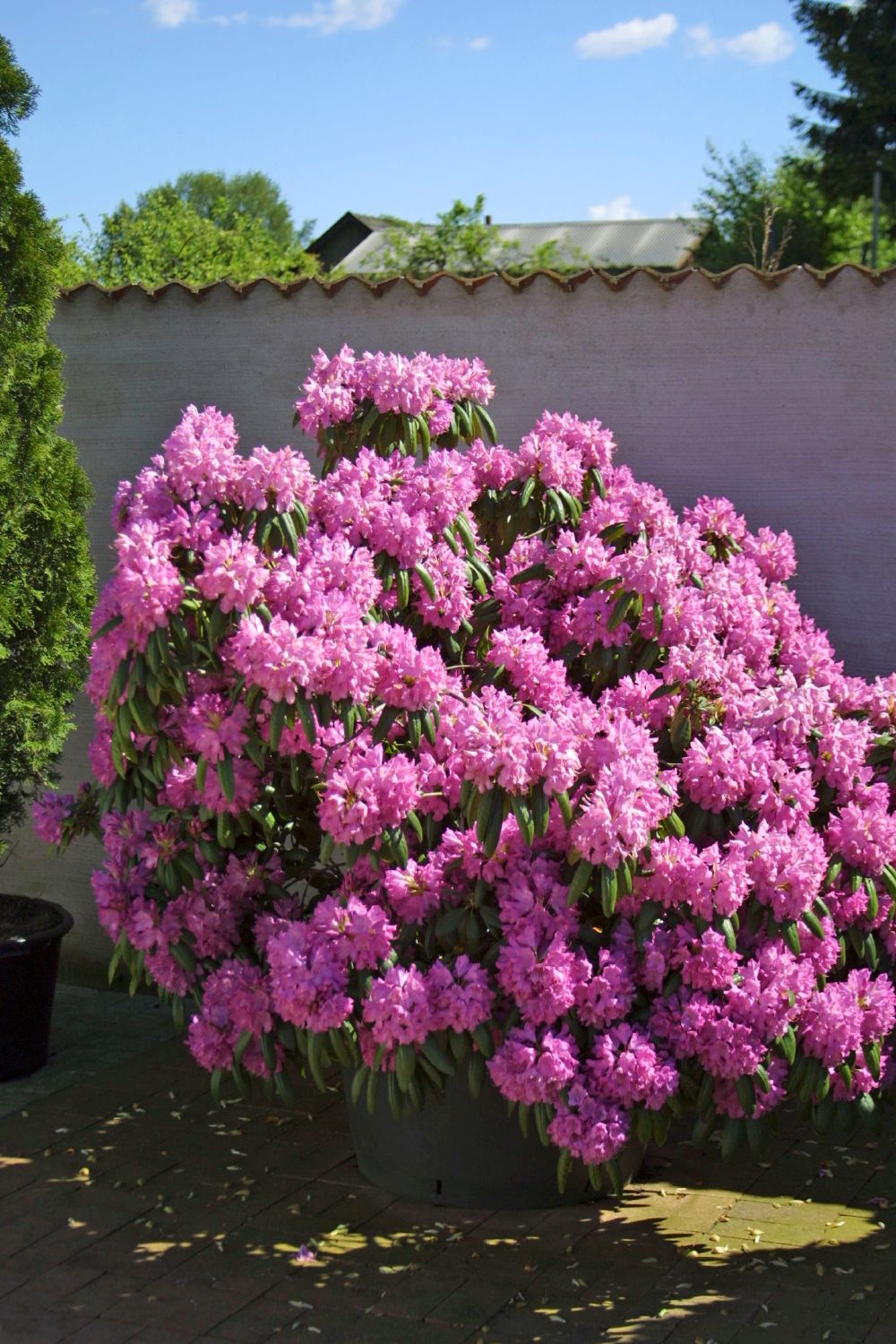 PIANTA DI CALLUNA SU VASO CM 24 - Linea Verde - Foto 1