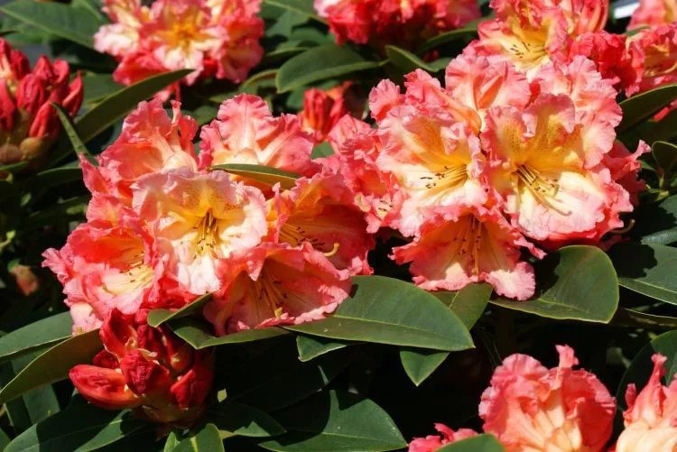 Rododendron 'Sun Fire' 10 liter 30-40 cm MPS