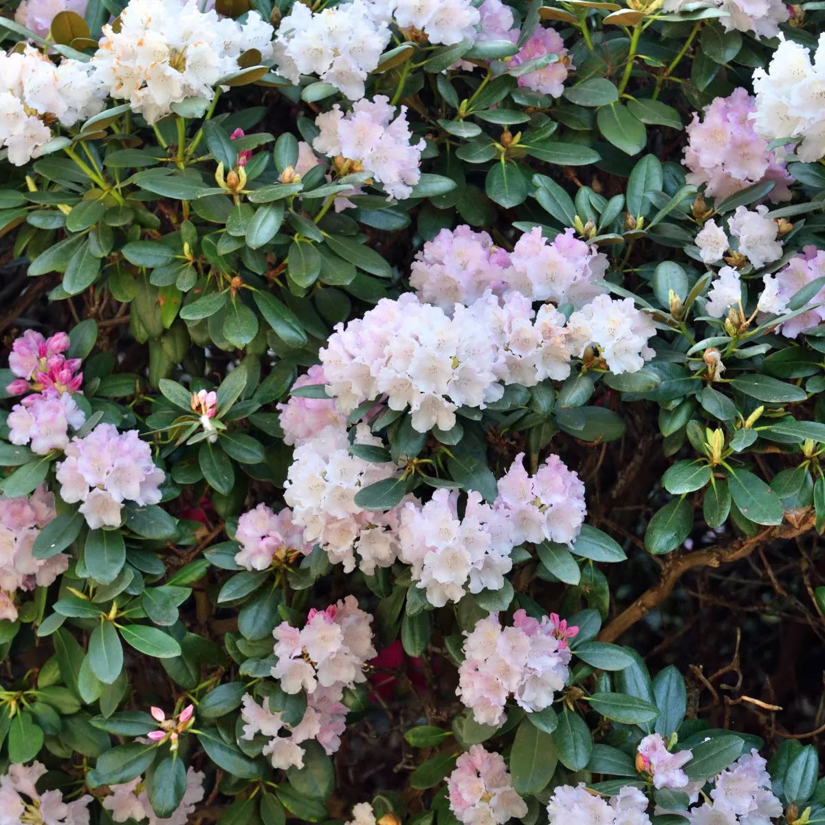 rhododendron zembla Nova Zembla Rhododendron – America's Gardens Nursery main image 0